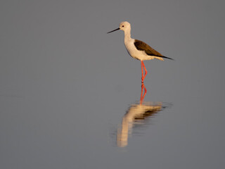 Poster - Black-winged stilt, Himantopus himantopus