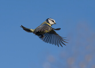 Canvas Print - Blue tit, Cyanistes caeruleus