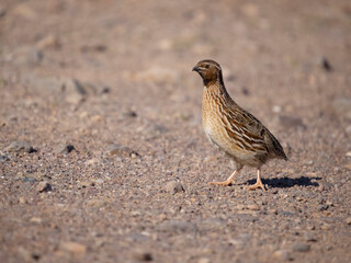 Wall Mural - Common or European quail, Coturnix coturnix,