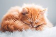 an orange kitten sleeping on white fluffy fur Generative AI