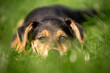 Portret szczeniaka odpoczywającego na trawie
