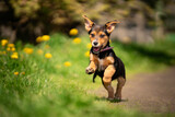 Fototapeta Zwierzęta - Szczeniak radośnie biega podczas spaceru