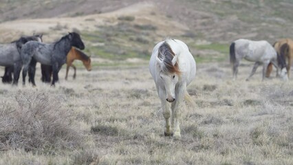 horses from the south group of the onaqui wild horse herd in the west desert of utah.