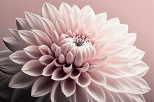 Delicate Pink Dahlia Flower On Pastel Pink Monochrome Background. Generative AI