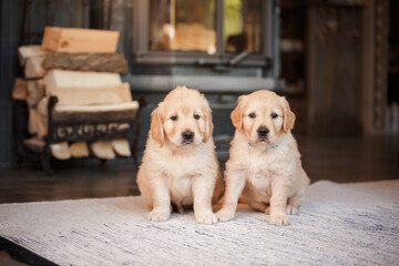 Wall Mural - two sweet puppies golden retriever. Cute dog at home, inside