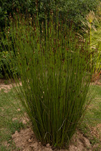 View Of A South African Chondropetalum Tectorum, Also Known As Bamboo Rush, Growing In The Garden. 
