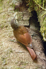 Wall Mural - Spot-crowned Woodcreeper