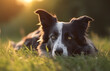 black and white border collie dog lying in the grass on a sunny afternoon