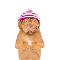 Poster - Unhappy frozen puppy with eye closed wearing a warm winter hat with pompon. isolated on white background