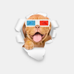 Poster - Happy puppy wearing 3d glasses looking through the hole in white paper