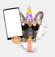 Poster - Happy French bulldog puppy wearing sunglasses and party cap blows in party horn and shows big smartphone with white blank screen in it paw through torn white paper hole. Empty free space for mock up