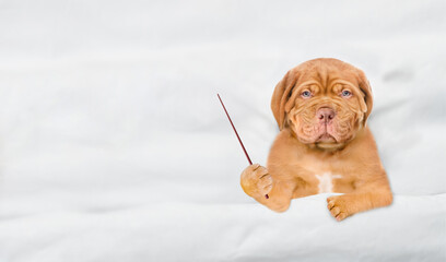 Poster - Unhappy Mastiff puppy lying under white blanket on a bed at home and points away on empty space. Top down view. Empty space for text