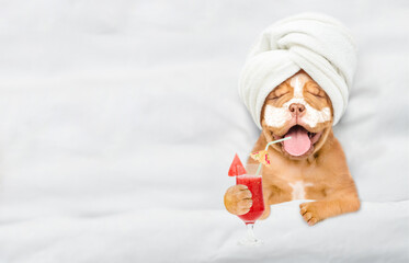 Funny Mastiff puppy with towel on it head and with cream on his face holds watermelon cocktail and relaxing on the bed at beauty salon. Top down view. Empty space for text