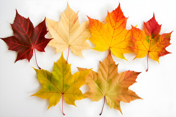 Wall Mural - Frontal view of six natural maple leaves of the autumn period in yellow, orange, red, burgundy, green colors on a white background.
Generative AI. 