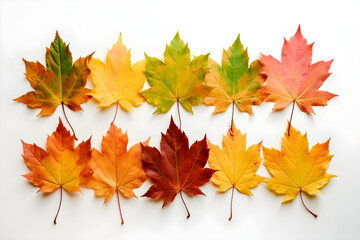 Wall Mural - Frontal view of ten natural maple leaves of the autumn period in yellow, orange, red, burgundy, green colors on a white background.
Generative AI. 