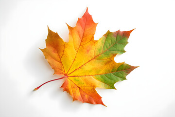the image of an autumn theme natural maple leaf in yellow and green tones on a white background. gen