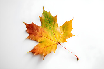 Wall Mural - The image of an autumn theme natural maple leaf in yellow and green tones on a white background. 
Generative AI. 