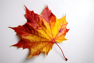 Wall Mural - The image of an autumn theme natural maple leaf in yellow, orange, red, burgundy tones on a white background
Generative AI. 