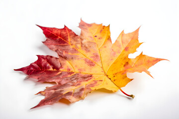 Wall Mural - The image of an autumn theme natural maple leaf in yellow, orange, red, burgundy tones on a white background
Generative AI. 