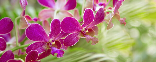 Wall Mural - a branch of blooming lilac orchids in a tropical garden