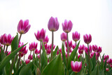 Fototapeta Kwiaty - Spring blooming tulip field. Flowers tulips,  Spring floral background.