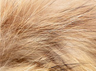 Poster - Animal fur as an abstract background. Macro