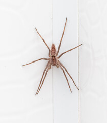 Wall Mural - spider on white wood background. macro.