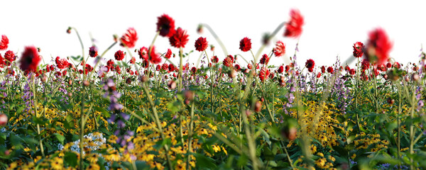 Spring meadow with grass and poppy flowers blooming. Isolated on transparent background