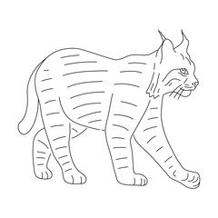 Wall Mural - Sketch of Bobcat. Hand drawn vector illustration.