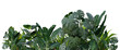 © Creative_Bird - Tropical plants on transparent background as png. Botanical foreground. Lower frame, border. Cut out graphic design element. 3D rendering.