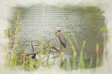 A Digital Watercolour Painting Of A Grey Heron, Ardea Cinerea Perched On A Tree.