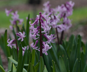 Canvas Print - Beautiful close-up of hyacinthus orientalis