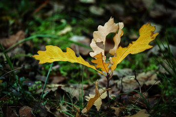 Wall Mural - Beautiful autumn background with tiny oak tree growing in the sunbeams in the autumn forest on moss