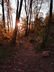 Poster - autumn park with color leaves