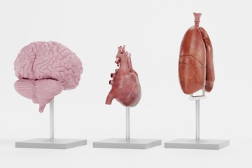 Wall Mural - Realistic 3D Render of Anatomy Models