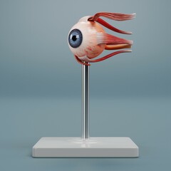 Wall Mural - Realistic 3D Render of Eye Anatomy Model