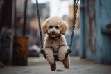 Fototapeta Uliczki - Environmental portrait photography of a curious poodle swinging against urban streets and alleys background. With generative AI technology