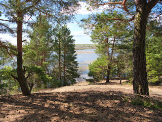 Wall Mural - pine forest sunny glade trees with young greenery on a hillock