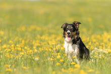 Handsame Border Collie Dog On A Green Meadow With Dandelions In The Season Spring.