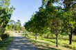 © Austockphoto - Walking path through reserve in Singleton with native king parrot birds in trees