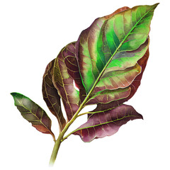 Wall Mural - tropical plant leaf