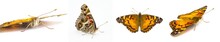 American Painted Lady Butterfly - Vanessa Virginiensis - Isolated On White Background Four Views Showing Intricate Pattern And Design