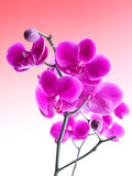Fototapeta Storczyk - flower phalaenopsis
