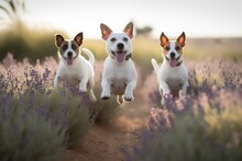 Group Portrait Photography Of A Curious Jack Russell Terrier Jumping Against Lavender Fields Background. With Generative AI Technology