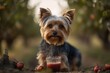 Medium shot portrait photography of an aggressive yorkshire terrier having a smoothie against apple orchards background. With generative AI technology
