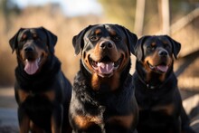 Group Portrait Photography Of A Happy Rottweiler Being At A Dog Park Against Natural Arches And Bridges Background. With Generative AI Technology