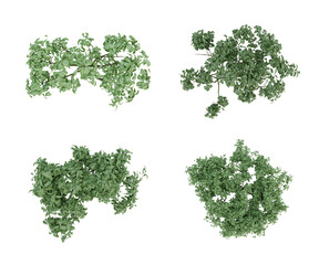 Wall Mural - Set of green plants on top view isolated on transparent background, 2d plans ,3d render illustration.