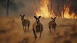 Scared kangaroo family runs away from grassland fire, largest prairie wildfire natural disaster, frightened kangaroo fleeing for save their lives, thick smoke from burning grassland, generative AI