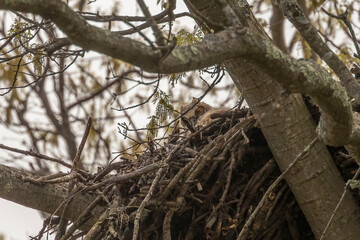 Wall Mural - Curious Great Horned Owlet watches while sitting in its nest