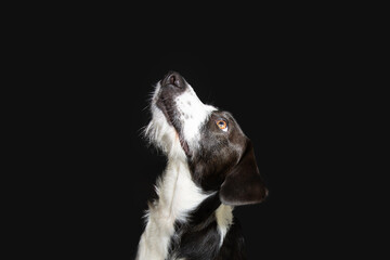 Wall Mural - Portrait black ans white puppy dog looking up begging food or obedience concept. Isolated on black dark background